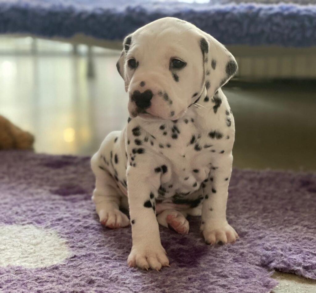 Cucciolo dalmata maschio