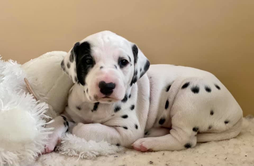 Cucciolo dalmata femmina