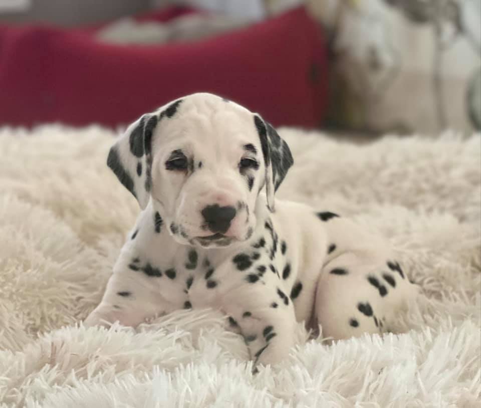 Cucciolo dalmata maschio