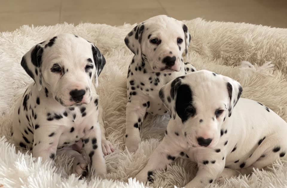 Litter A Cucciolata A maschi femmine dalmata