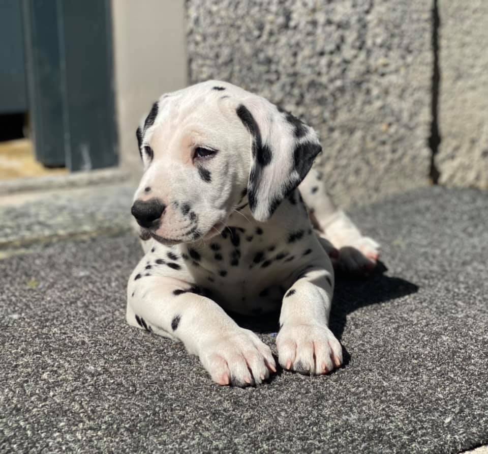 Litter A Cucciolata A maschi dalmata