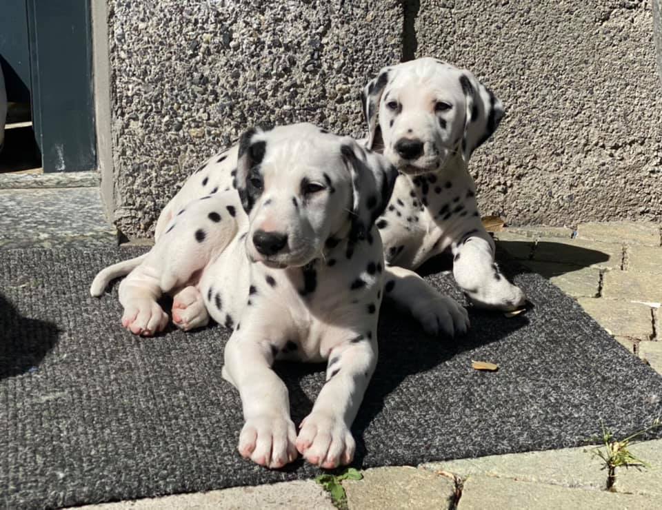 Litter A Cucciolata A maschi femmine dalmata