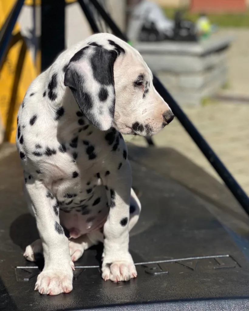 Litter A Cucciolata A maschi dalmata