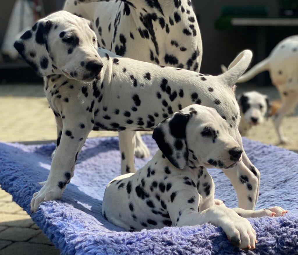 Litter A Cucciolata A maschi femmine dalmata