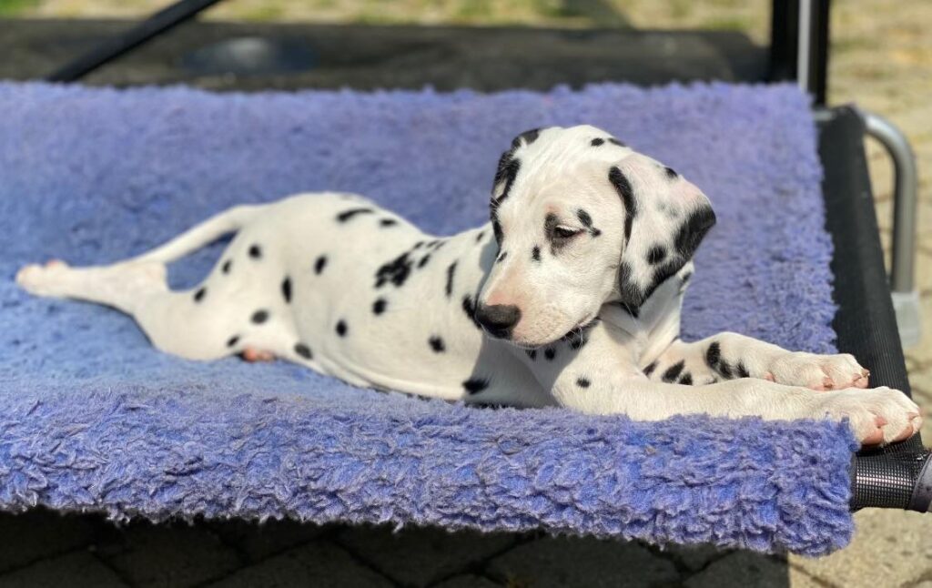 Litter A Cucciolata A femmine dalmata