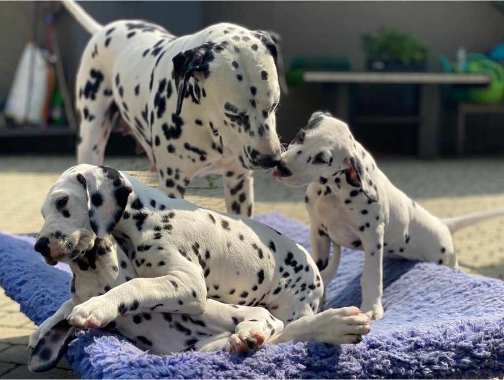 Litter A Cucciolata A maschi femmine dalmata