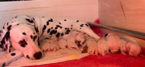 Litter B Cucciolata B dalmata maschi femmine