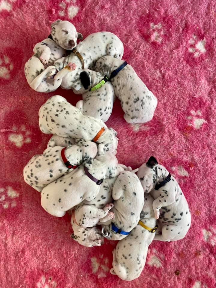 Litter B Cucciolata B dalmata maschi femmine