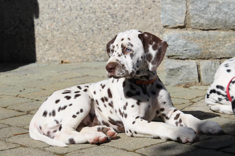 Cucciolo dalmata femmina