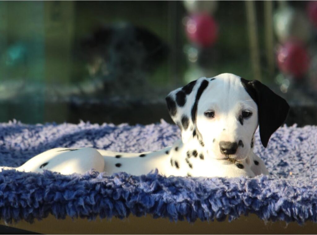 Cucciolo dalmata femmina