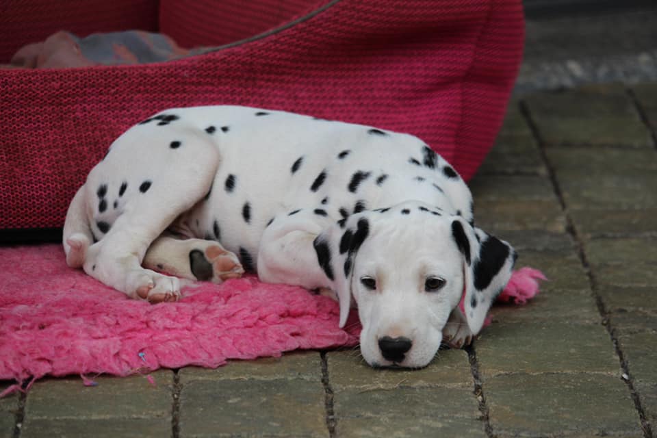 Cucciolo dalmata maschio