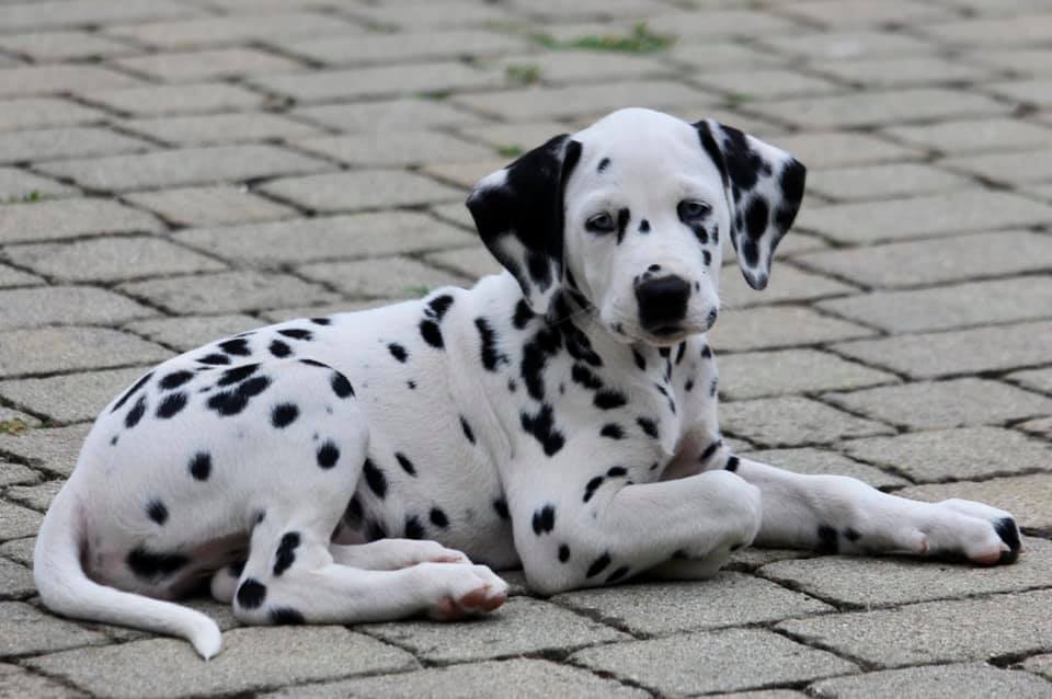 Cucciolo dalmata femmina