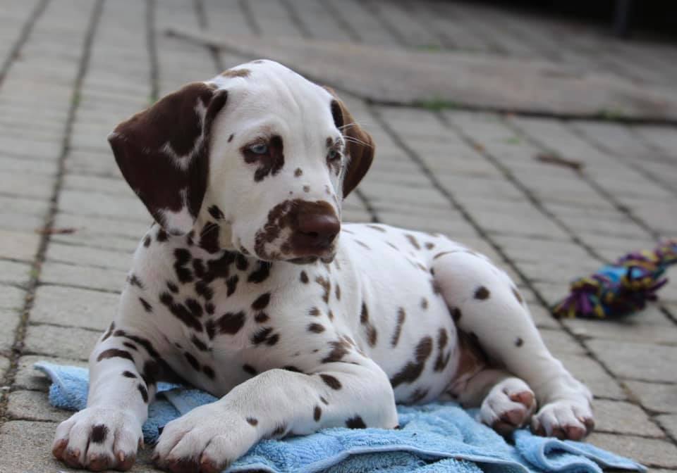 Cucciolo dalmata maschio