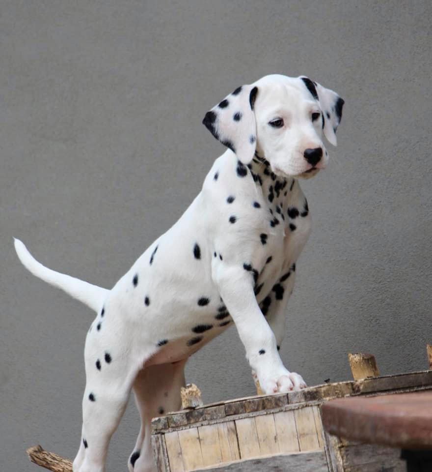 Cucciolo dalmata femmina