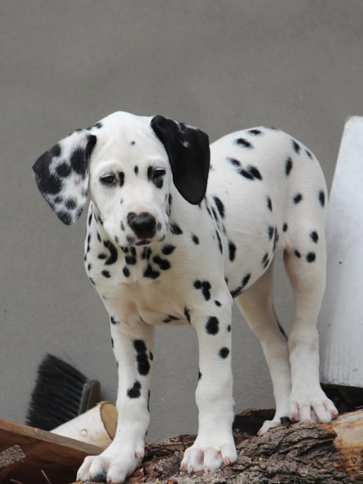 Cucciolo dalmata femmina