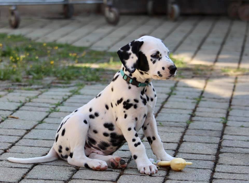 Cucciolo dalmata maschio