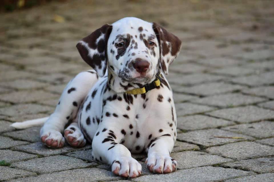 Cucciolo dalmata femmina