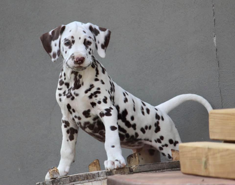 Cucciolo dalmata maschio