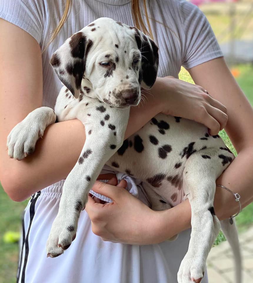 Cucciolo dalmata femmina