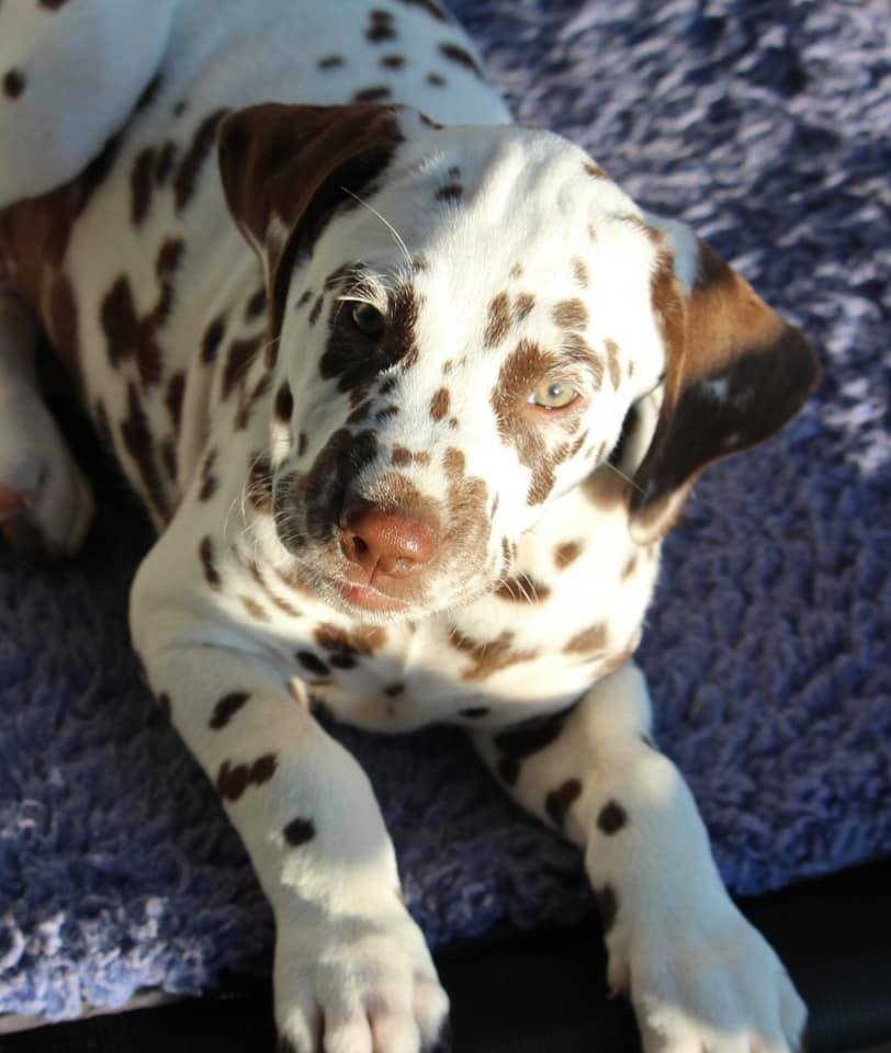 Cucciolo dalmata maschio