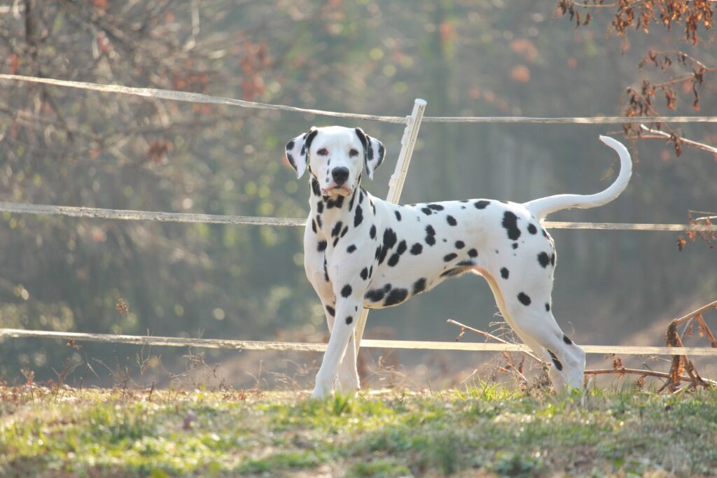 Alphadirato super star Pepè dalmata