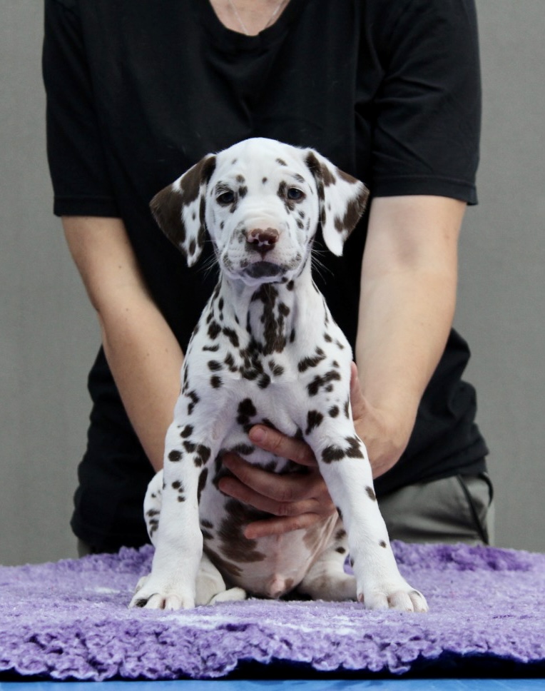 Litter B Cucciolata B dalmata maschi femmine