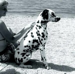 Dartemis villa contis Etabeta dalmata