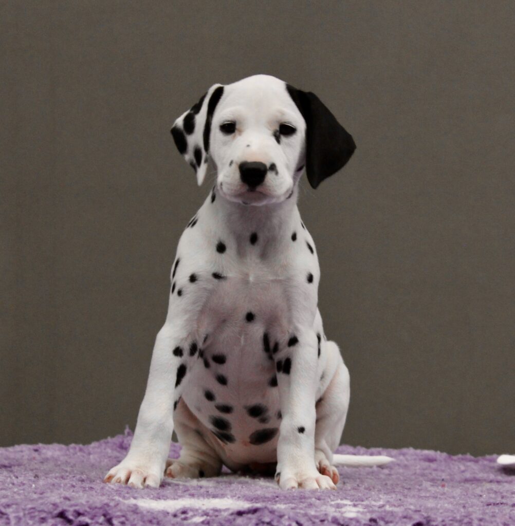 Litter B Cucciolata B dalmata maschi femmine