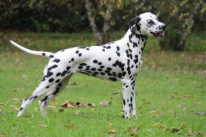 Dartemis villa contis Etabeta Eta Dalmata
