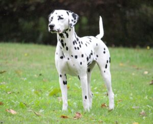 Dartemis villa contis Elektra yoga dalmata