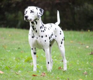 Dartemis villa contis Elektra dalmata