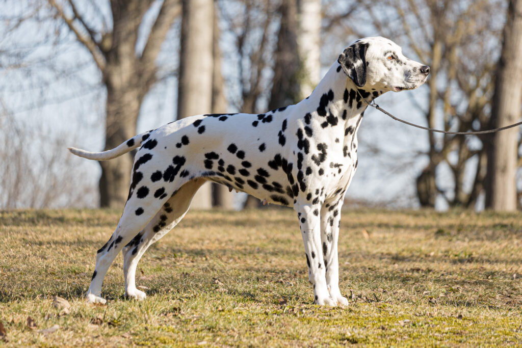 Dalmata femmina adulta in giardino allevamento pedigree