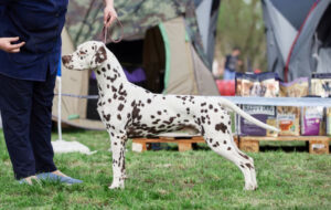 Gloriandus His Majestic pedigree dalmata