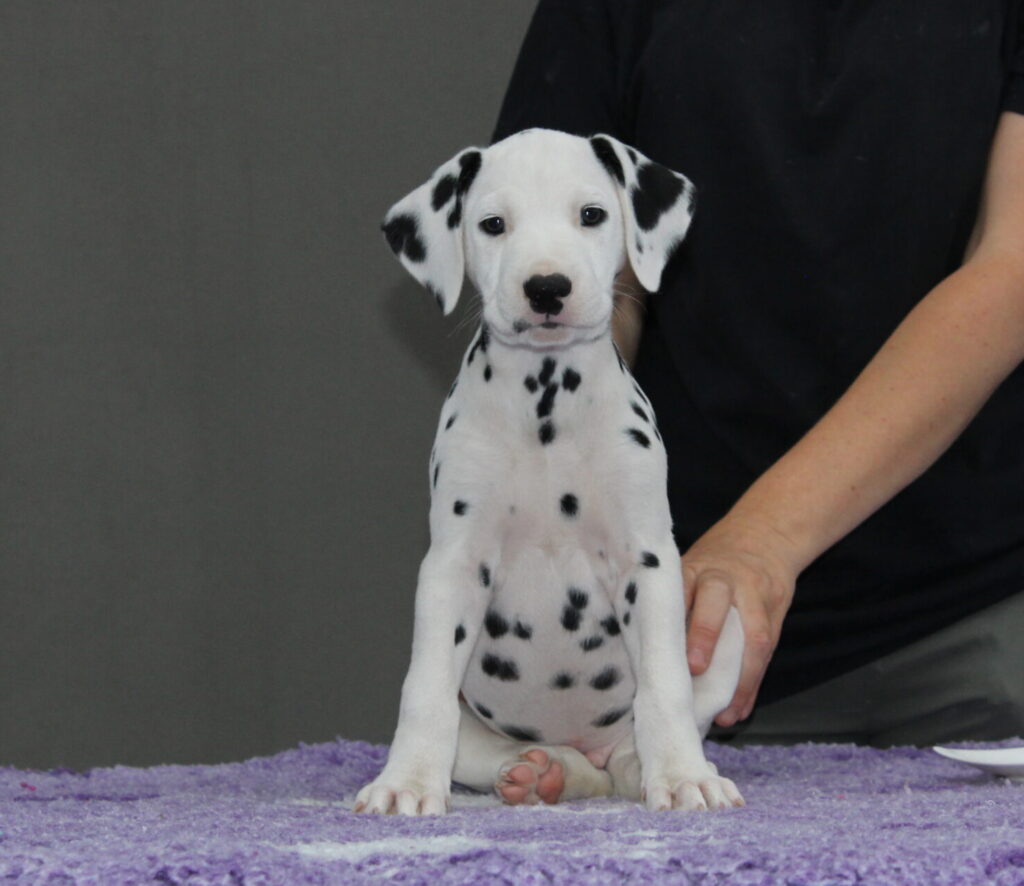 Litter B Cucciolata B dalmata maschi femmine