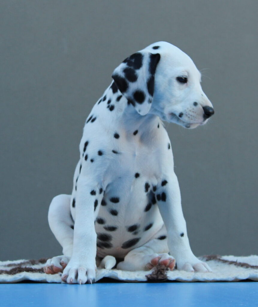 Litter B Cucciolata B dalmata maschi femmine