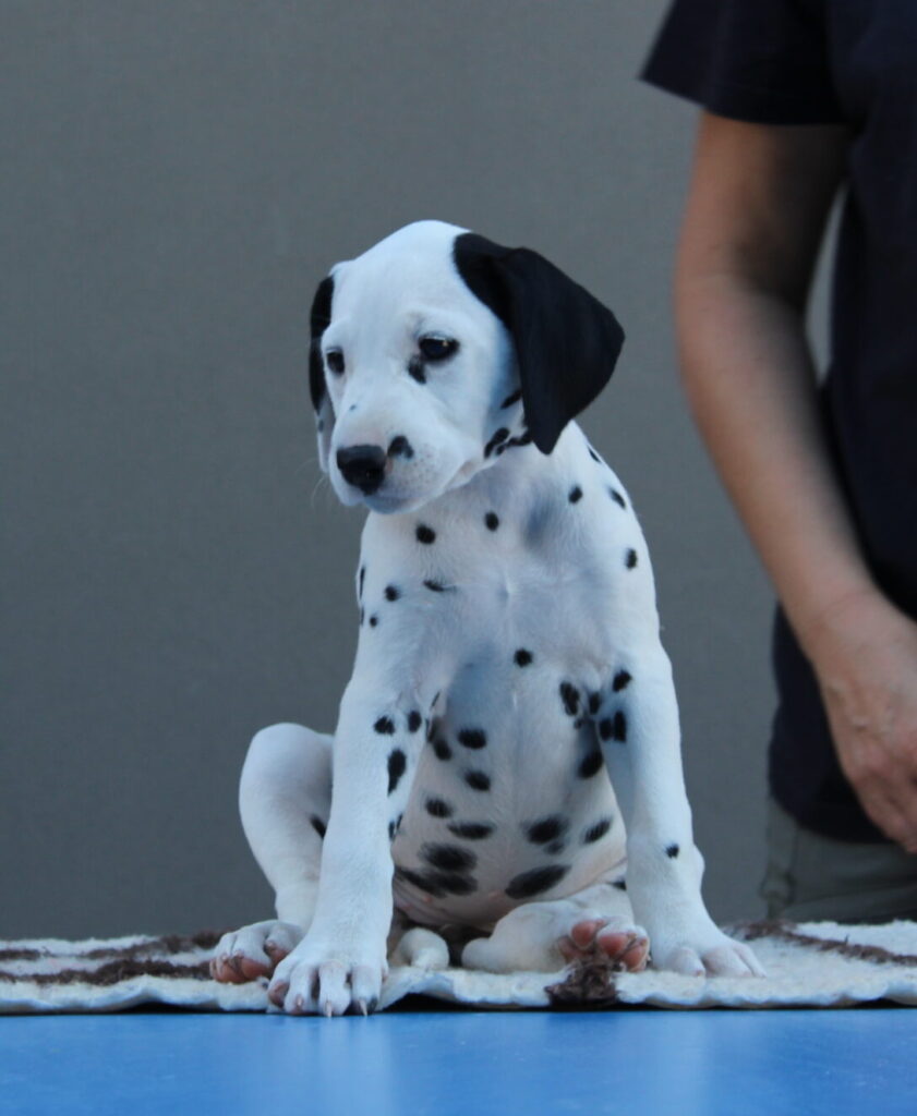 Litter B Cucciolata B dalmata maschi femmine