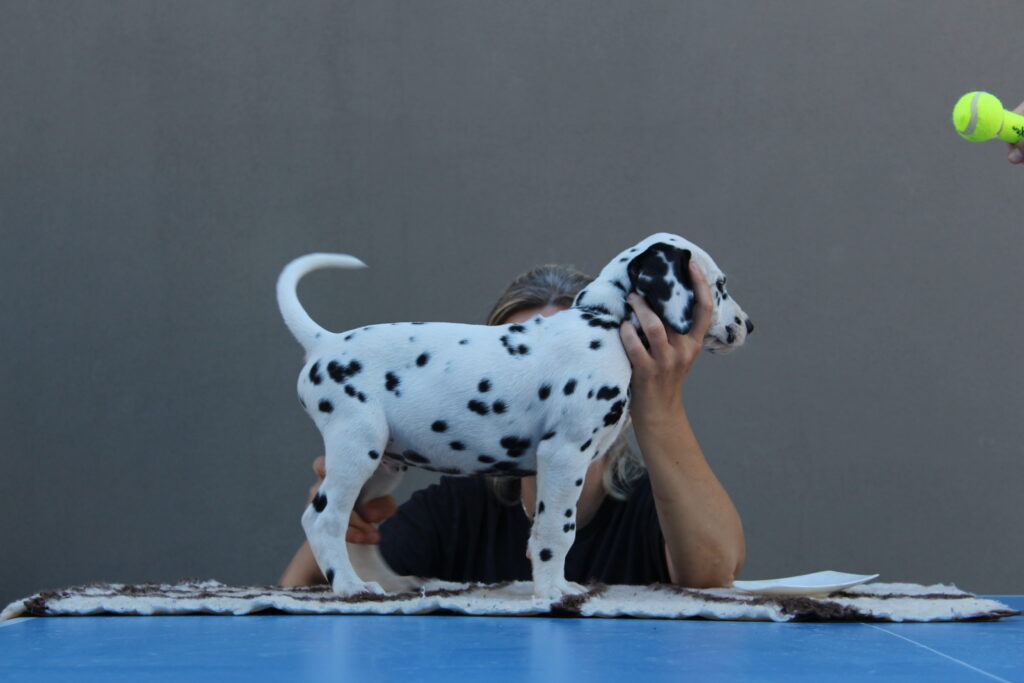 Litter B Cucciolata B dalmata maschi femmine