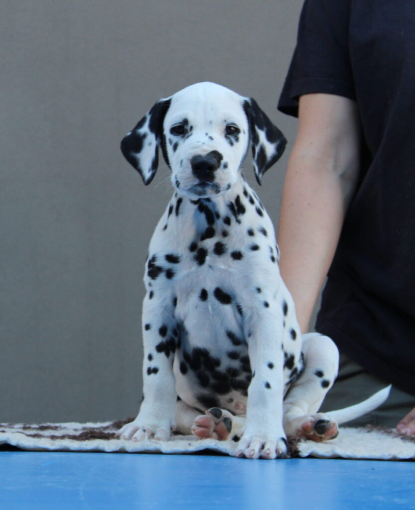 Litter B Cucciolata B dalmata maschi femmine