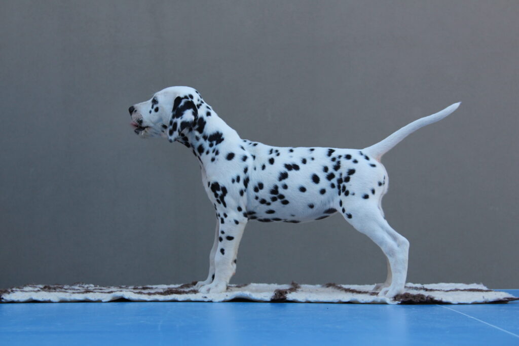 Litter B Cucciolata B dalmata maschi femmine