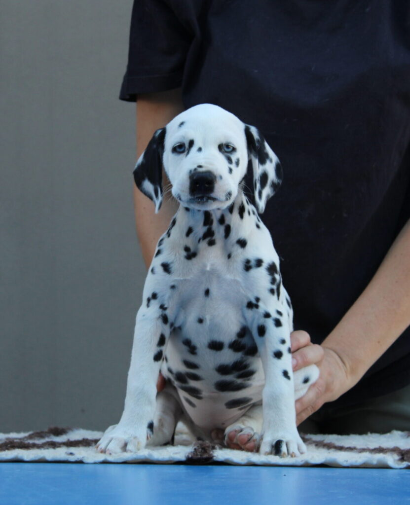 Litter B Cucciolata B dalmata maschi femmine