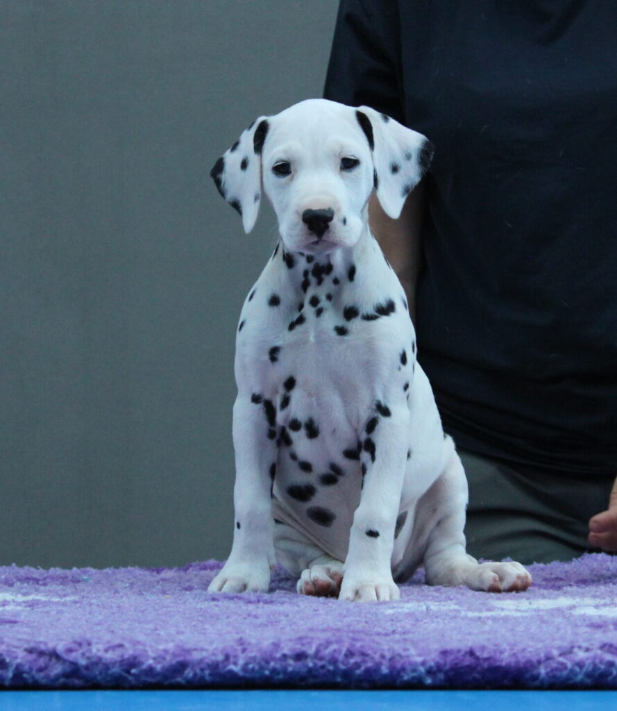 Litter B Cucciolata B dalmata femmine