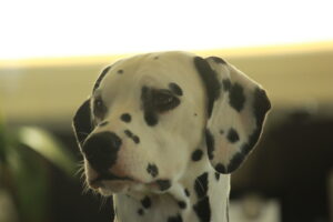 Gloriandus Cleopatra pedigree dalmata