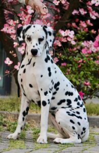 Gloriandus Cleopatra pedigree dalmata