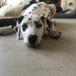 Dartemis villa contis Elektra yoga dalmata