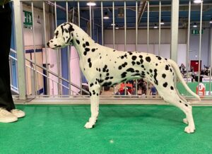 Gloriandus Claopatra pedigree dalmata