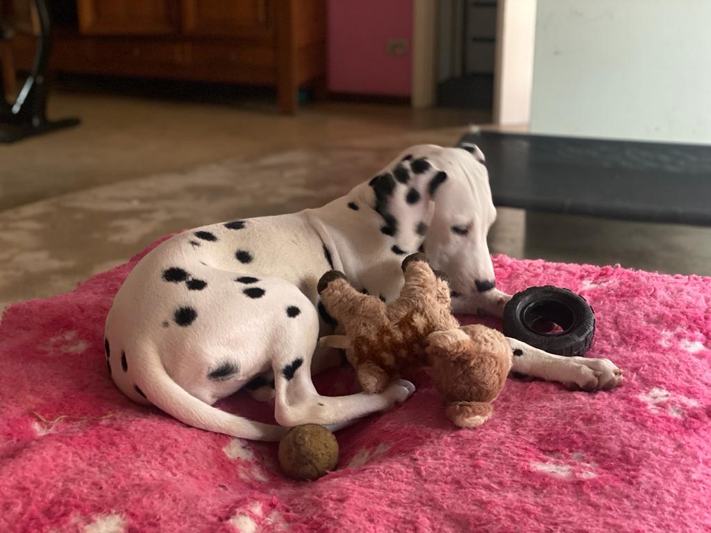 Dalmata cucciola dall'allevamento a casa