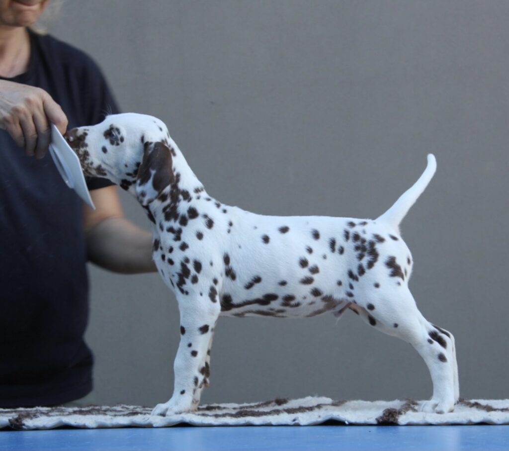 Litter B Cucciolata B dalmata maschi femmine