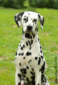 Zvezda Ringa iz nienshansa dalmata