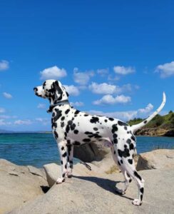 razza dalmata al mare selezione pedigree