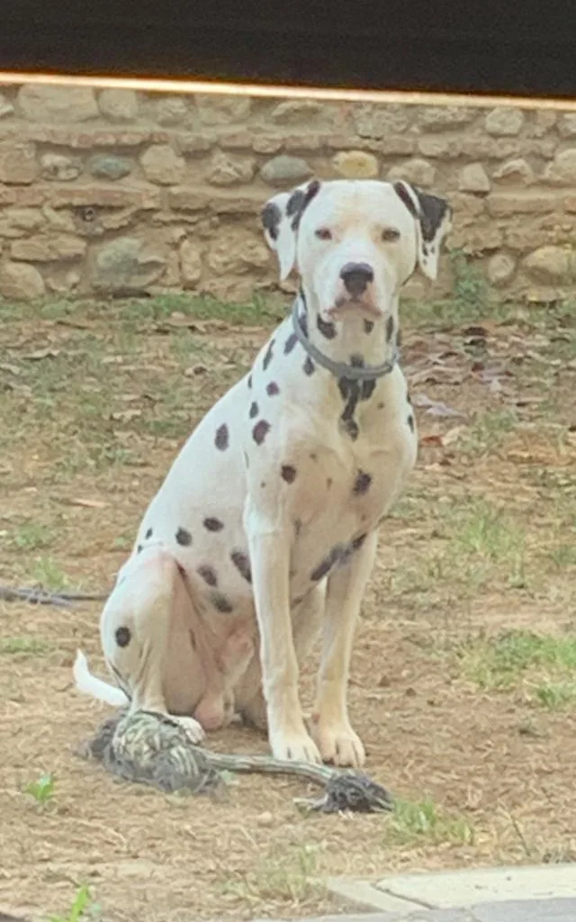 Blue Sky dalmata